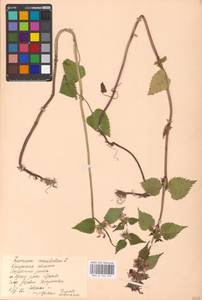 MHA 0 154 557, Lamium maculatum (L.) L., Eastern Europe, Central region (E4) (Russia)