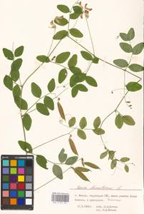 Vicia dumetorum L., Eastern Europe, Moscow region (E4a) (Russia)