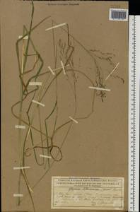 Glyceria lithuanica (Gorski) Gorski, Eastern Europe, Northern region (E1) (Russia)