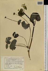 Caltha palustris var. membranacea Turcz., Siberia, Chukotka & Kamchatka (S7) (Russia)