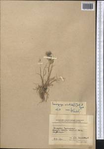 Eremopyrum orientale (L.) Jaub. & Spach, Middle Asia, Kopet Dag, Badkhyz, Small & Great Balkhan (M1) (Turkmenistan)
