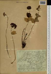 Hylotelephium ussuriense (Kom.) H. Ohba, Siberia, Russian Far East (S6) (Russia)
