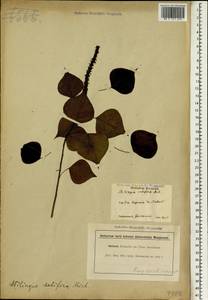 Triadica sebifera (L.) Small, South Asia, South Asia (Asia outside ex-Soviet states and Mongolia) (ASIA) (Japan)