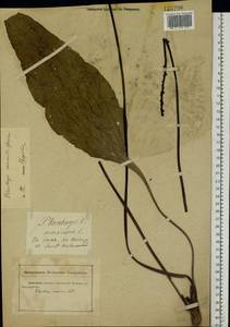 Plantago cornuti Gouan, Eastern Europe, Rostov Oblast (E12a) (Russia)