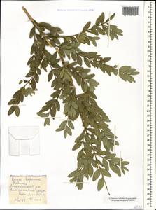 Buxus sempervirens L., Caucasus, Azerbaijan (K6) (Azerbaijan)