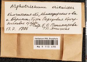 Niphotrichum ericoides (Brid.) Bedn.-Ochyra & Ochyra, Bryophytes, Bryophytes - Chukotka & Kamchatka (B21) (Russia)