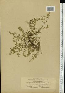 Herniaria glabra L., Eastern Europe, Central forest-and-steppe region (E6) (Russia)