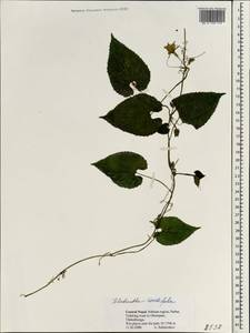 Thladiantha cordifolia (Bl.) Cogn., South Asia, South Asia (Asia outside ex-Soviet states and Mongolia) (ASIA) (Nepal)