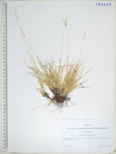 KHA9083, Festuca brevissima Jurtzev, Siberia, Russian Far East (S6) (Russia)