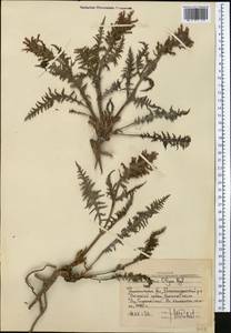 Pedicularis olgae Regel, Middle Asia, Western Tian Shan & Karatau (M3) (Uzbekistan)