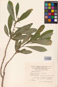 Daphne mezereum L., Eastern Europe, Eastern region (E10) (Russia)