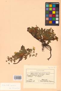 Potentilla aurea L., Eastern Europe, West Ukrainian region (E13) (Ukraine)
