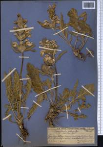 Phlomoides labiosa (Bunge) Adylov, Kamelin & Makhm., Middle Asia, Western Tian Shan & Karatau (M3) (Kazakhstan)