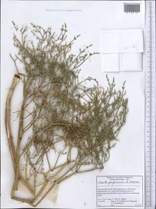 Ferula grigoriewii B. Fedtsch., Middle Asia, Pamir & Pamiro-Alai (M2) (Tajikistan)