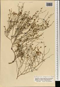 Calligonum mongolicum Turcz., Mongolia (MONG) (Mongolia)