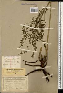 Lithospermum officinale L., Caucasus, Stavropol Krai, Karachay-Cherkessia & Kabardino-Balkaria (K1b) (Russia)