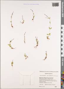 Epilobium anagallidifolium Lam., Caucasus, Stavropol Krai, Karachay-Cherkessia & Kabardino-Balkaria (K1b) (Russia)