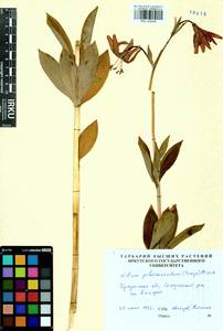 Lilium martagon var. pilosiusculum Freyn, Siberia, Baikal & Transbaikal region (S4) (Russia)
