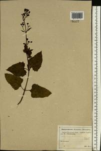 Scrophularia nodosa L., Eastern Europe, Moscow region (E4a) (Russia)