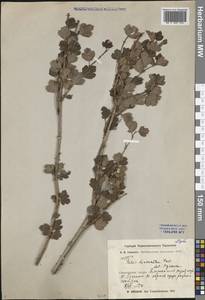 Ribes diacanthum Pall., Siberia, Baikal & Transbaikal region (S4) (Russia)