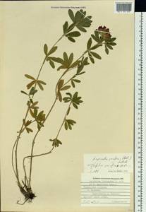 Trifolium lupinaster L., Siberia, Russian Far East (S6) (Russia)