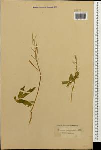 Cardamine quinquefolia (M.Bieb.) Schmalh., Caucasus (no precise locality) (K0)