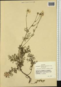 Tripleurospermum ambiguum (Ledeb.) Franch. & Sav., Siberia, Altai & Sayany Mountains (S2) (Russia)