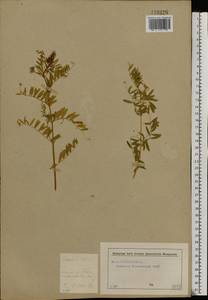 Vicia lens (L.) Coss. & Germ., Eastern Europe, Moscow region (E4a) (Russia)
