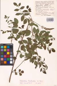 Glycyrrhiza glabra L., Eastern Europe, Lower Volga region (E9) (Russia)