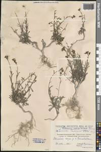 Linum ucranicum (Griseb. ex Planch.) Czern., Eastern Europe, North Ukrainian region (E11) (Ukraine)