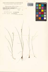 Rhynchospora faberi C.B.Clarke, Siberia, Russian Far East (S6) (Russia)