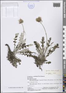 Jurinea levieri Albov, Caucasus, North Ossetia, Ingushetia & Chechnya (K1c) (Russia)