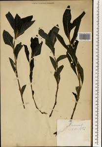 Polygonum, South Asia, South Asia (Asia outside ex-Soviet states and Mongolia) (ASIA) (Japan)