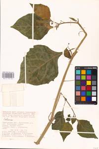 MHA 0 158 663, Solanum, Eastern Europe, Lower Volga region (E9) (Russia)