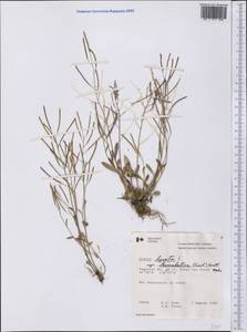 Arabidopsis lyrata subsp. kamchatica (Fisch. ex DC.) O'Kane & Al-Shehbaz, America (AMER) (Canada)