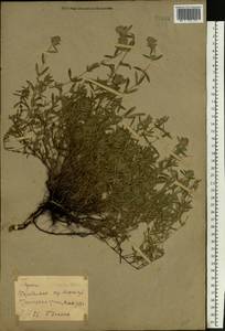 Thymus pannonicus All., Eastern Europe, North Ukrainian region (E11) (Ukraine)