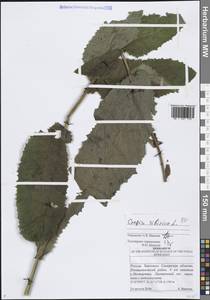 Crepis sibirica L., Eastern Europe, Middle Volga region (E8) (Russia)