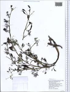 Ranunculus trichophyllus Chaix, Caucasus, Black Sea Shore (from Novorossiysk to Adler) (K3) (Russia)