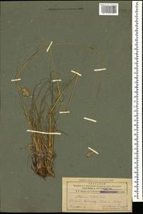 Alopecurus textilis Boiss., Caucasus, Armenia (K5) (Armenia)