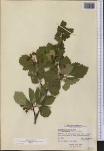 Crataegus succulenta Schrad. ex Link, America (AMER) (Canada)
