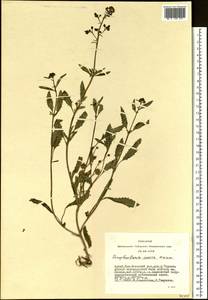 Scrophularia incisa Weinm., Siberia, Altai & Sayany Mountains (S2) (Russia)