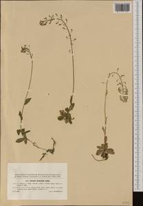Noccaea caerulescens (J. Presl & C. Presl) F.K. Mey., Western Europe (EUR) (Slovakia)