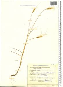 Taeniatherum caput-medusae (L.) Nevski, Caucasus, Armenia (K5) (Armenia)