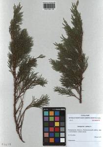 Juniperus sabina L., Siberia, Altai & Sayany Mountains (S2) (Russia)