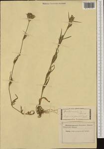 Dianthus armeria L., Western Europe (EUR) (Italy)
