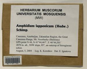 Amphidium lapponicum (Hedw.) Schimp., Bryophytes, Bryophytes - Transcaucasia (B13) (Azerbaijan)