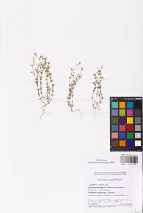 Arenaria serpyllifolia L., Eastern Europe, Central region (E4) (Russia)