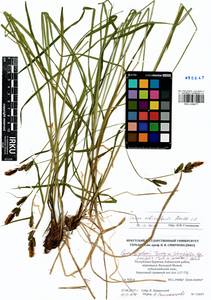 Carex altaica (Gorodkov) V.I.Krecz., Siberia, Baikal & Transbaikal region (S4) (Russia)