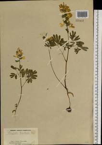 Corydalis bracteata (Steph.) Pers., Siberia, Western Siberia (S1) (Russia)