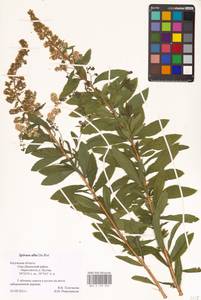 Spiraea alba Du Roi, Eastern Europe, Central region (E4) (Russia)
